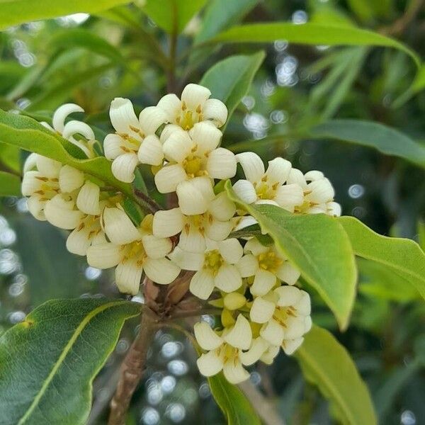 Pittosporum undulatum Flower