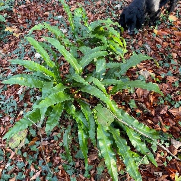 Asplenium scolopendrium Habit