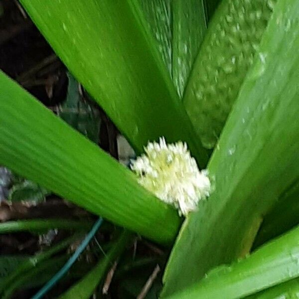 Allium paradoxum Kvet