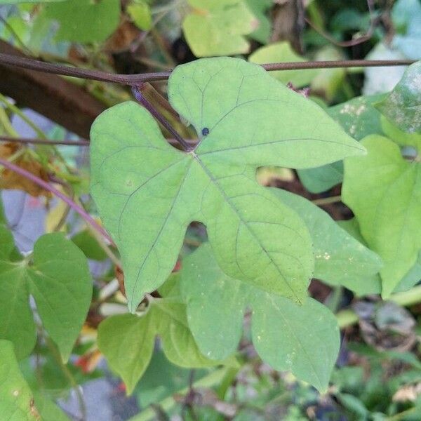 Ipomoea lobata Folha