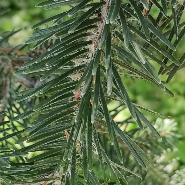 Abies cephalonica Blatt