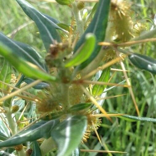 Xanthium spinosum Цветок