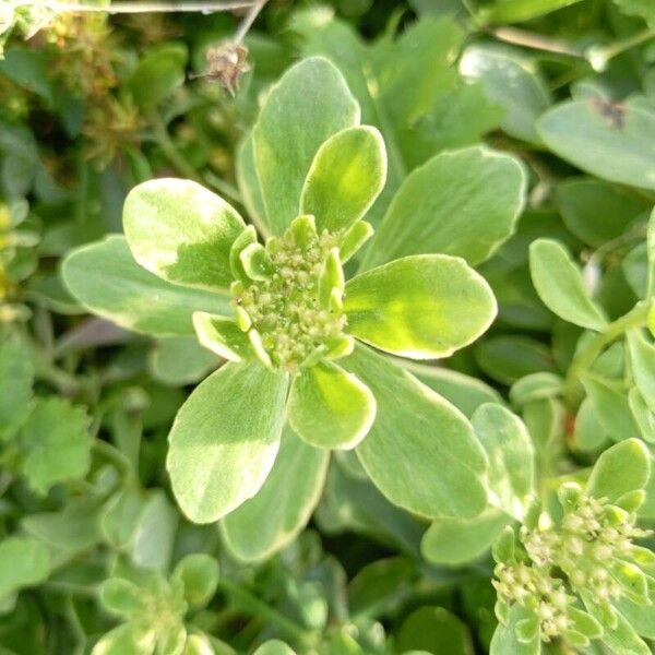 Phedimus kamtschaticus Leaf