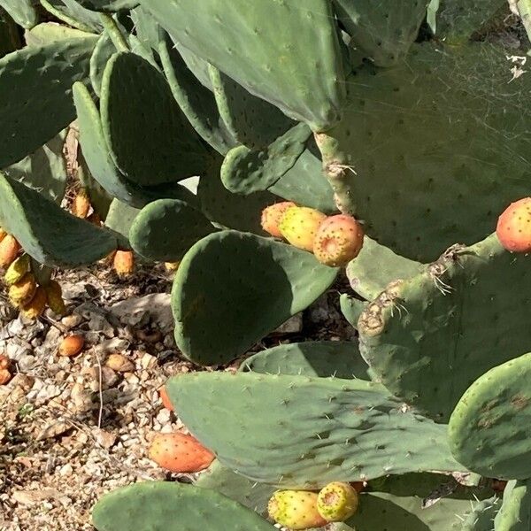 Opuntia humifusa Ovoce