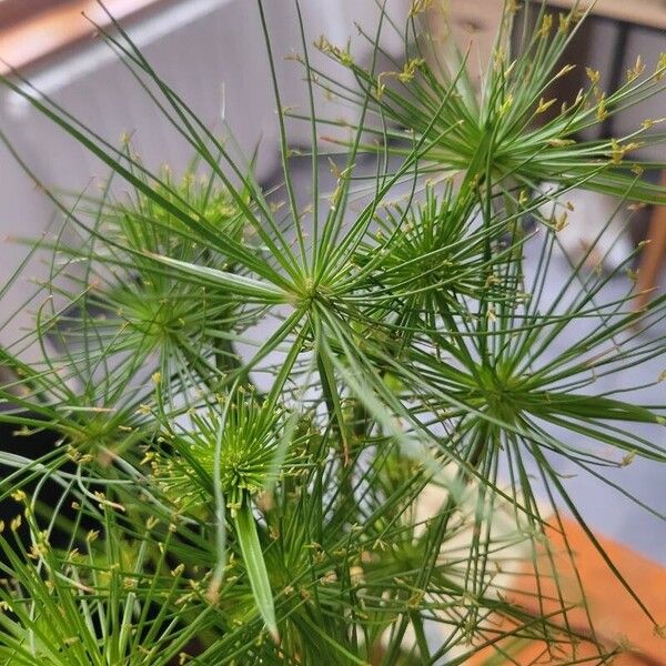 Cyperus haspan برگ