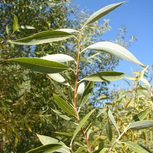 Salix amygdaloides आदत