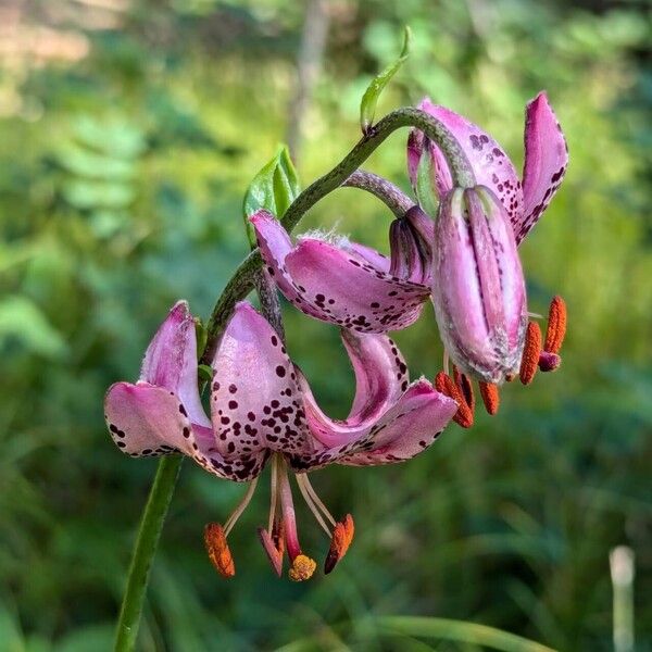 Lilium martagon Kwiat