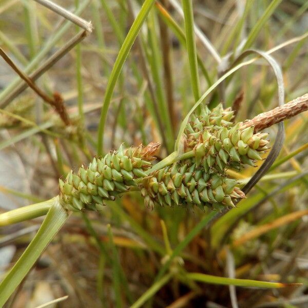 Carex extensa Flower