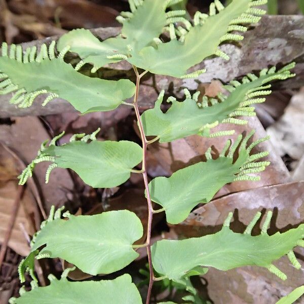 Lygodium microphyllum Folio