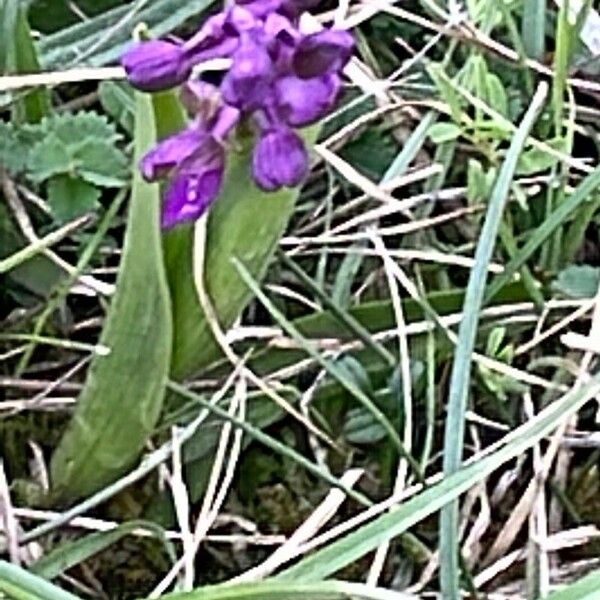 Anacamptis morio 葉