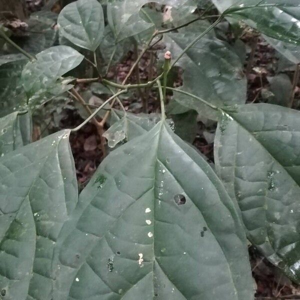 Thomandersia hensii Leaf