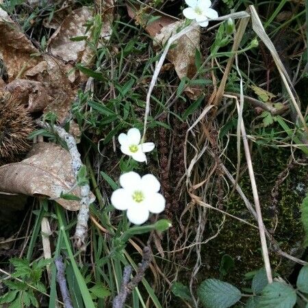 Arenaria balearica Kukka