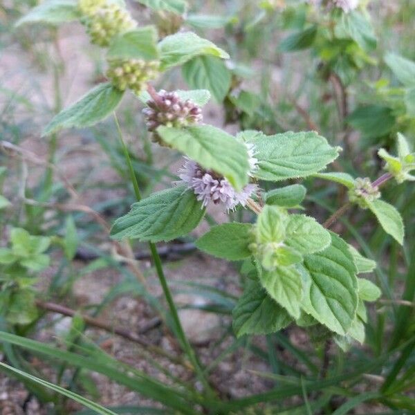 Mentha arvensis 葉