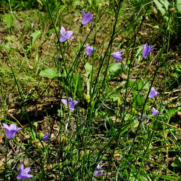 Campanula rotundifolia 整株植物