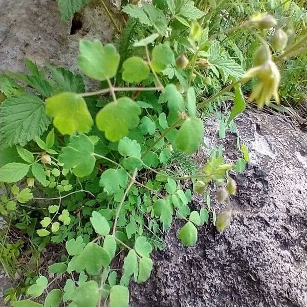 Thalictrum fendleri Liść