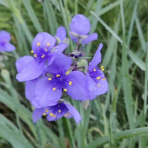 Tradescantia ohiensis Blüte