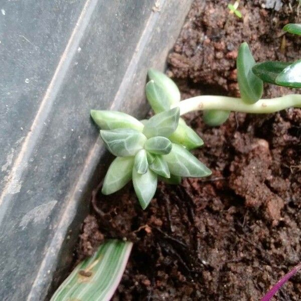 Pachyphytum compactum Leaf