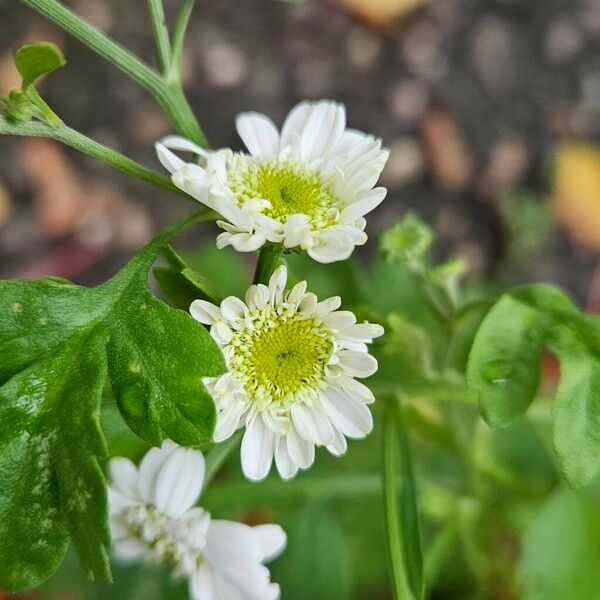 Tanacetum parthenium Flower