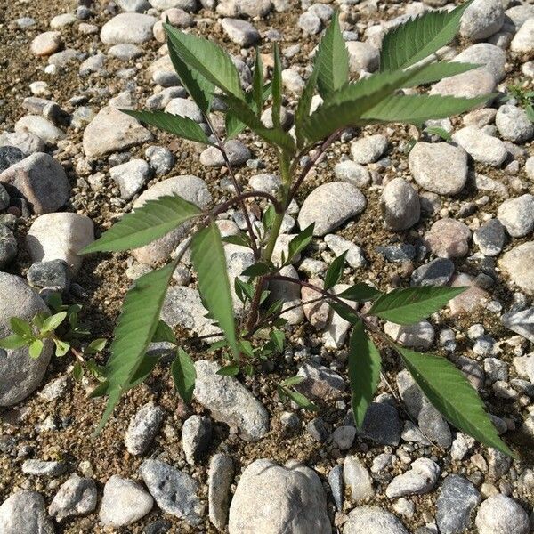 Bidens frondosa Vivejo