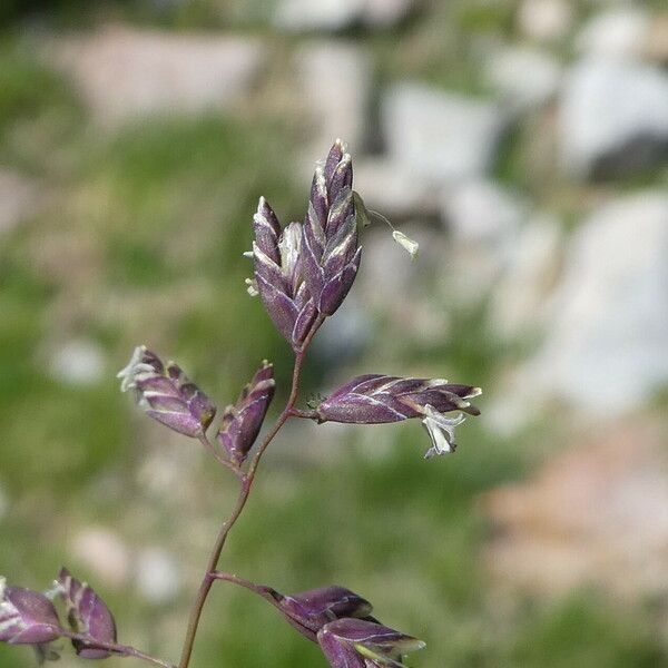 Poa alpina Flor