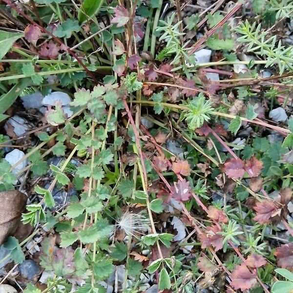 Sanguisorba verrucosa عادت