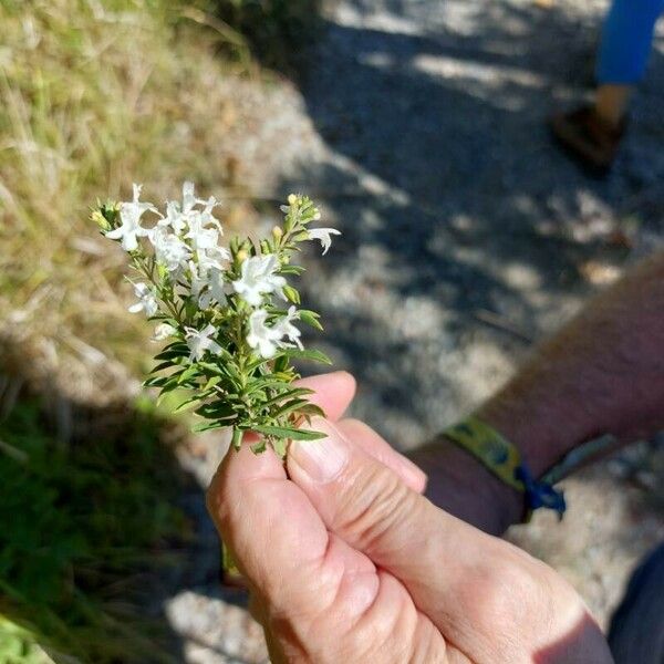 Satureja montana Flower