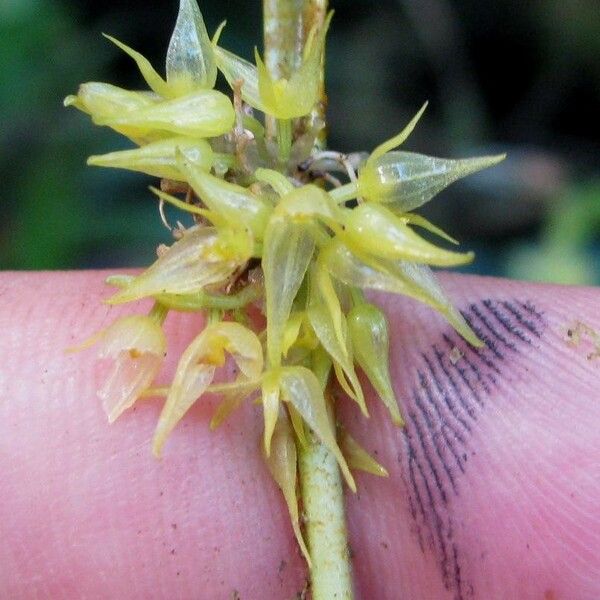 Pleurothallis ruscifolia പുഷ്പം