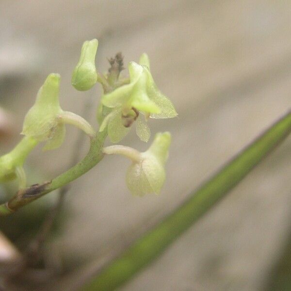 Polystachya tenuissima Flor