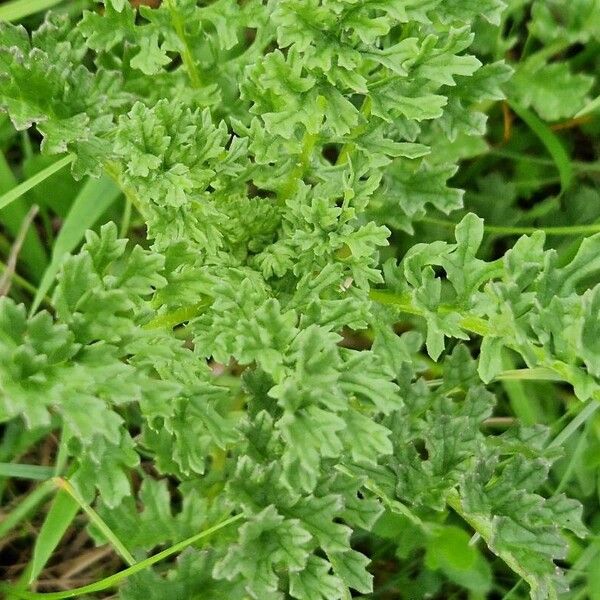 Senecio doria Blad