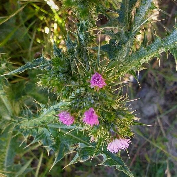 Carduus tenuiflorus Λουλούδι