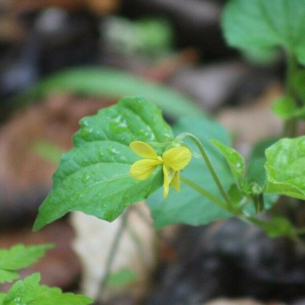 Viola pubescens 花