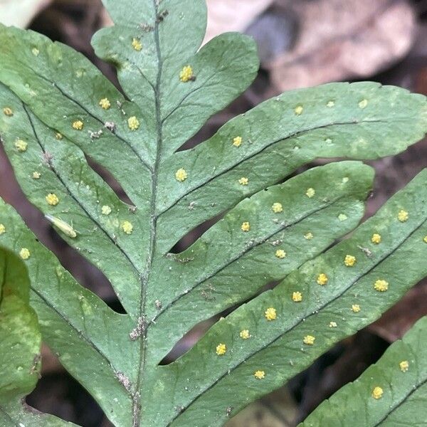 Polypodium cambricum Квітка