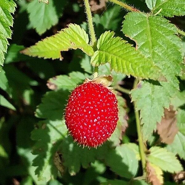 Rubus rosifolius Frutto