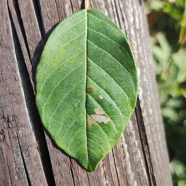 Frangula alnus Лист