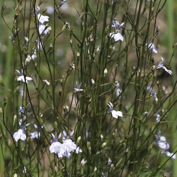 Lobelia kalmii Habitus