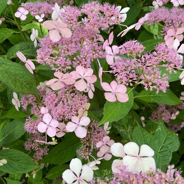 Hydrangea aspera Flor