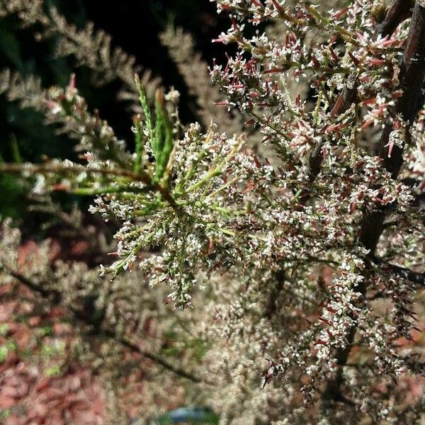 Tamarix parviflora Floro