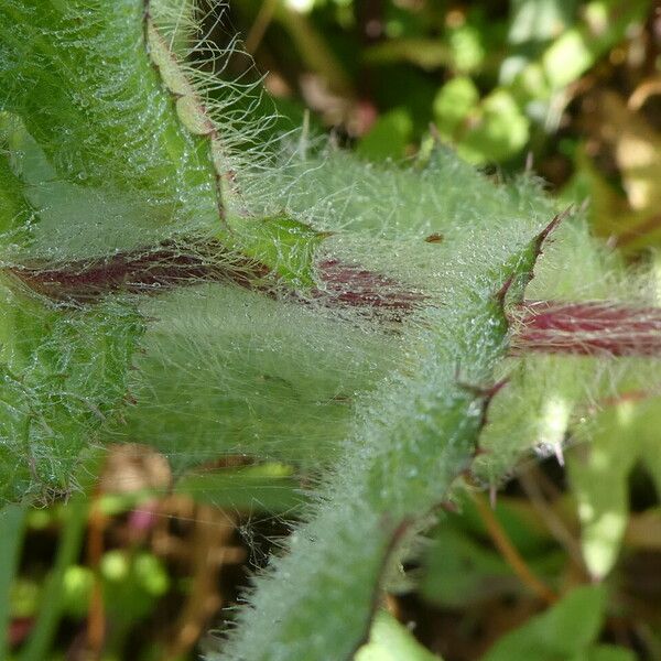 Centaurea benedicta 樹皮