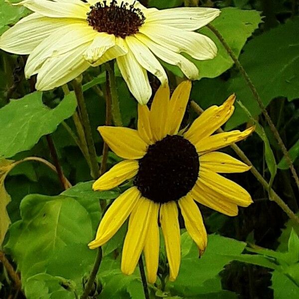 Helianthus debilis Květ