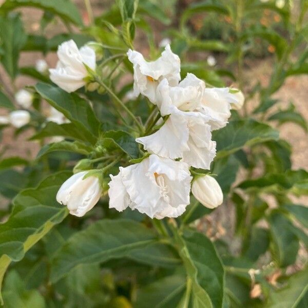 Solanum bonariense Flower