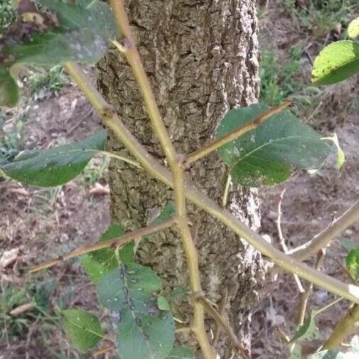 Pyrus spinosa Bark