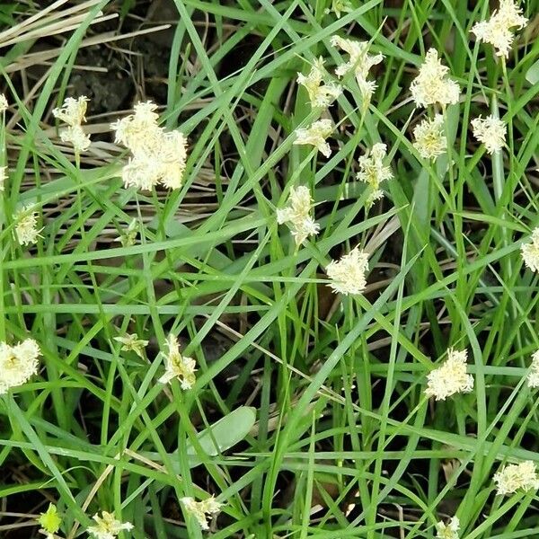 Carex brizoides Flower