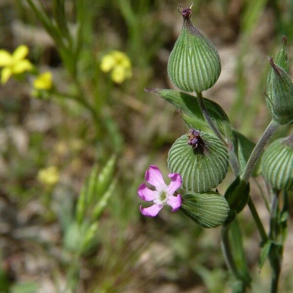 Silene conica Blomma