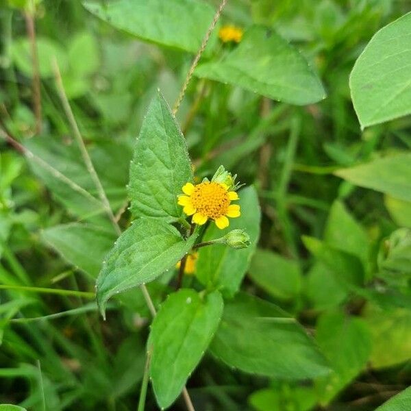 Acmella caulirhiza Flor