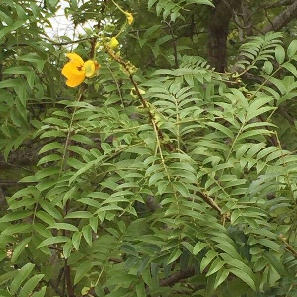 Senna petersiana Leaf