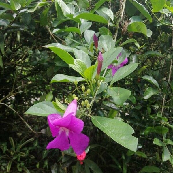 Bignonia magnifica Fleur