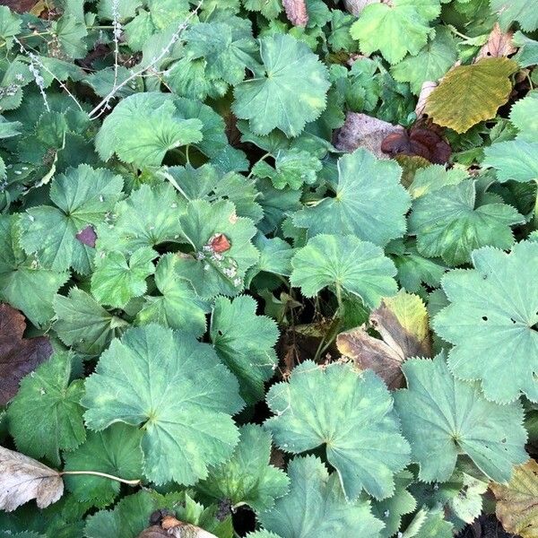 Alchemilla mollis 葉