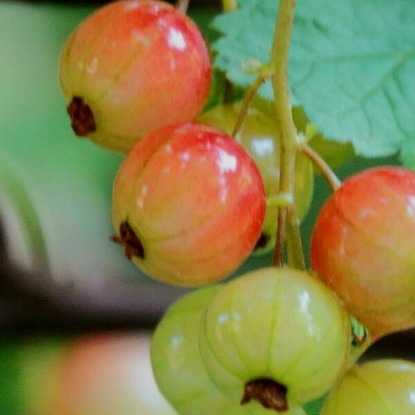 Ribes rubrum Froito