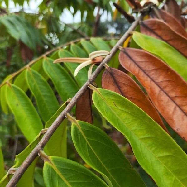 Xylopia aromatica Lorea