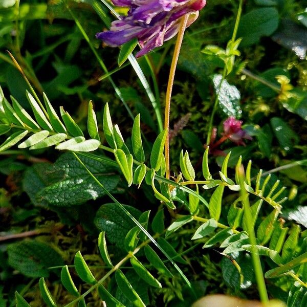 Hedysarum hedysaroides Lehti